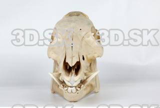 Skull Boar - Sus scrofa 0020